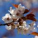20070429_kagenobuyamajimbayama_012